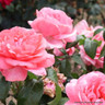 Special Anniversary - Hybrid Tea (Standard Rose)