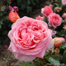 Special Anniversary - Hybrid Tea (Standard Rose)