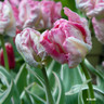 Tulip 'Silver Parrot' (Parrot) - PACK of 10 premium size bulbs