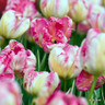 Tulip 'Silver Parrot' (Parrot) - PACK of 10 premium size bulbs