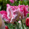 Tulip 'Silver Parrot' (Parrot) - PACK of 10 premium size bulbs