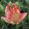 Tulip 'Apricot Parrot' (Parrot) - PACK of 10 premium size bulbs