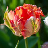 Tulip 'Apricot Parrot' (Parrot) - PACK of 10 premium size bulbs