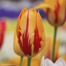 Tulip 'Helmar' (Rembrandt) - PACK of 10 premium size bulbs