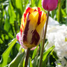 Tulip 'Helmar' (Rembrandt) - PACK of 10 premium size bulbs