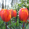 Tulip 'Hermitage' (Triumph) - PACK of 10 premium size bulbs