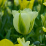 Tulip 'Green Spirit' (Triumph) - PACK of 10 premium size bulbs