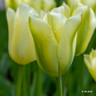 Tulip 'Green Spirit' (Triumph) - PACK of 10 premium size bulbs