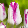 Tulip 'Affaire' (Triumph) - PACK of 10 premium size bulbs
