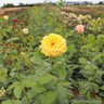 Arthur Bell - Floribunda Rose