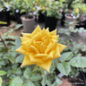 Rosa 'Good as Gold' (Climbing Rose) 1.2m trellis - 10ltr