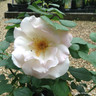 Renaissance - Hybrid Tea (Potted Rose)