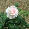 Renaissance - Hybrid Tea (Potted Rose)