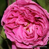 Rose 'Madame Isaac Pereire' - Shrub Rose (Potted)