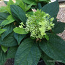 Hydrangea paniculata 'Pandora'