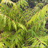 Rhus typhina 'Golden Selection' (5ltr)