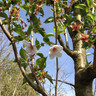 Prunus 'Umineko' (Ornamental Cherry) 12/14cm