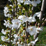 Prunus 'Umineko' (Ornamental Cherry) 12/14cm