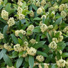 Skimmia 'White Dwarf'