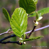 Alnus glutinosa (Common Alder) - 200/250cm