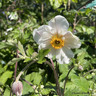 Anemone hybrida 'Dainty Swan'-3L