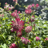 Astrantia 'Burgandy Manor'-1L