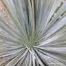 Yucca rostrata (p29)
