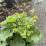 Alchemilla mollis (Lady's Mantle) - 2L