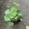 Alchemilla mollis (Lady's Mantle) - 2L