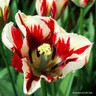 Tulip 'Happy Generation' - PACK of 11 bulbs