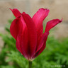 Tulip Viridiflora 'Doll's Minuet' PACK of 10 Bulbs