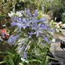 Agapanthus 'Vallee de L Authion' 5L