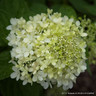 Hydrangea paniculata 'Limelight'
