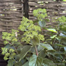 Hydrangea paniculata 'Limelight'