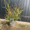 Ceratostigma griffthii - 5L