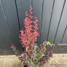 Berberis 'Orange Rocket' (5L)