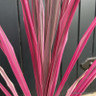 Cordyline 'Pink Passion' - 5L