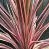 Cordyline 'Southern Splendour' - 5L