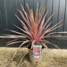 Cordyline 'Southern Splendour' - 5L