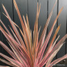 Cordyline 'Southern Splendour' - 5L