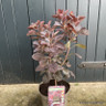 Cotinus 'Royal Purple' -5L