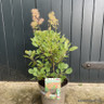 Cotinus coggygria 'Young Lady' - 5L