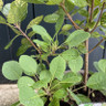 Cotinus coggygria 'Young Lady' - 5L