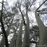 Eucalyptus dalrymplena (Mountain Gum) 5.5L