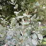Eucalyptus urnigera (Urn Gum) 5.5L