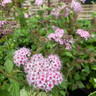 Spiraea Sparkling Champagne'(5L)