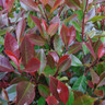 Photinia 'Red Robin' (5L)