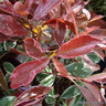 Photinia 'Pink Marble' 80/100cm (18.5L)