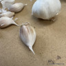 3 x Garlic bulb 'Vigour' (autumn garlic white)