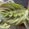 Maranta 'Fascinator' (Prayer plant)